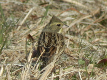 見沼の鳥_e0172950_2032306.jpg