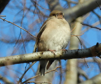 見沼の鳥_e0172950_20334299.jpg