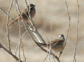 e0172950_20403090.jpg