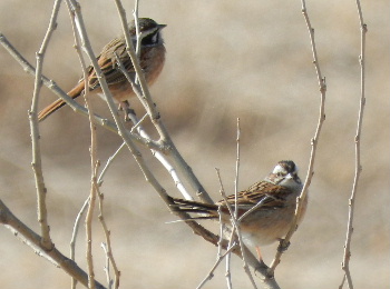 見沼の鳥_e0172950_20403090.jpg