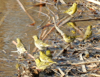 見沼の鳥_e0172950_20405128.jpg