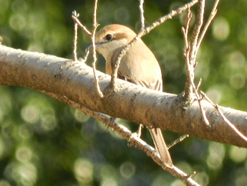 見沼の鳥_e0172950_2041104.jpg