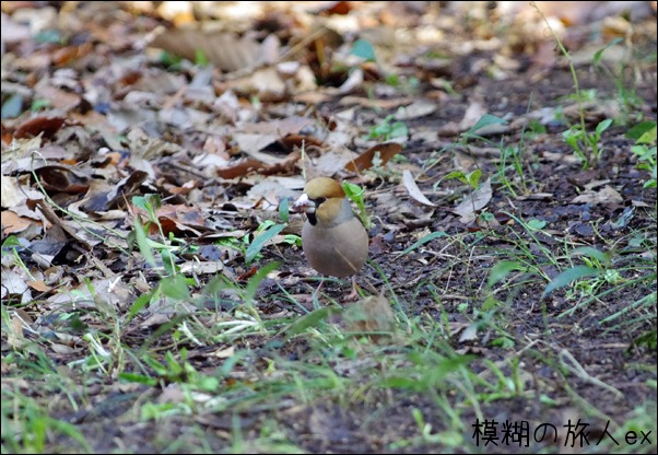 シメ　～冬の公園野鳥まとめ（２）_f0140054_1617225.jpg