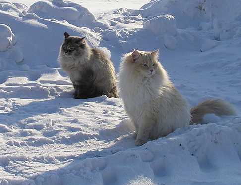 ロシアから来た猫_b0078675_19532795.jpg