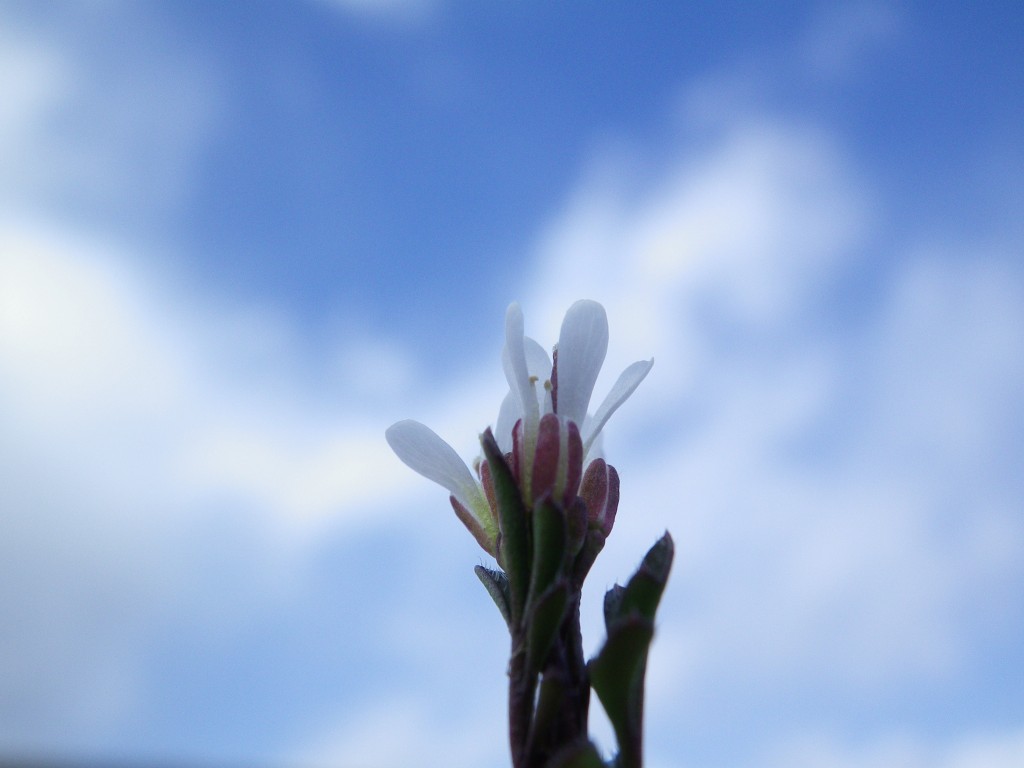 『種付花(タネツケバナ)の小さな花・・・』_d0054276_21101924.jpg