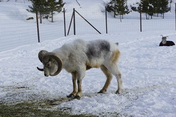Canadaオーロラ旅行 野生動物たち いろいろ日記