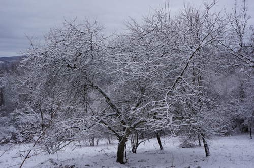 雪の森を一人で歩く_f0106597_0122238.jpg