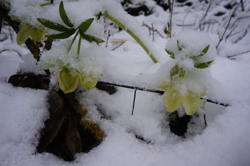 雪の森を一人で歩く_f0106597_0142223.jpg