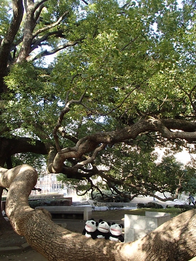 歴史を感じさせる大きな木_f0033598_22401143.jpg