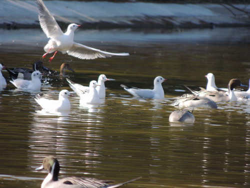 水辺の鳥_c0137507_1510532.jpg