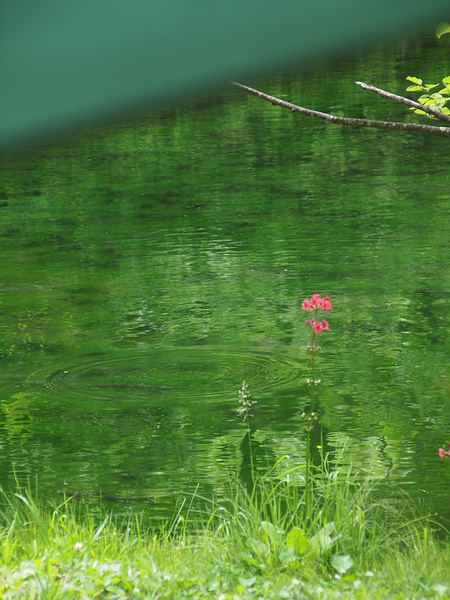 ハクトと駒出池キャンプ場１_f0180607_074799.jpg