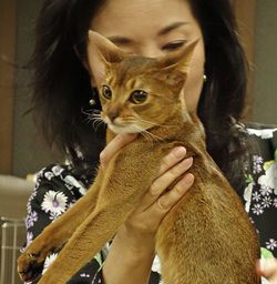 GCU キャットショー @アビシニアン_e0033609_1625323.jpg