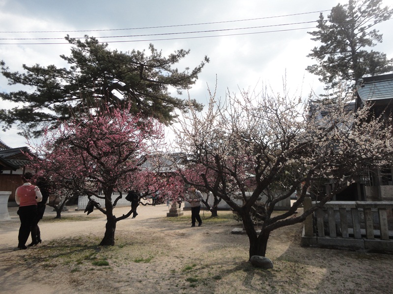 今治市の綱敷天満神社と志島ヶ原と梅林の様子…2016/1/10_f0231709_23431839.jpg