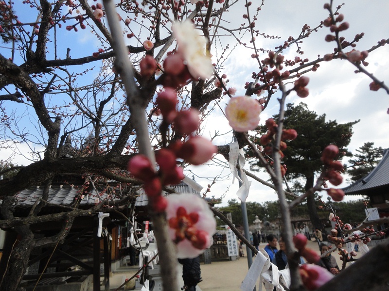 今治市の綱敷天満神社と志島ヶ原と梅林の様子…2016/1/10_f0231709_2344115.jpg