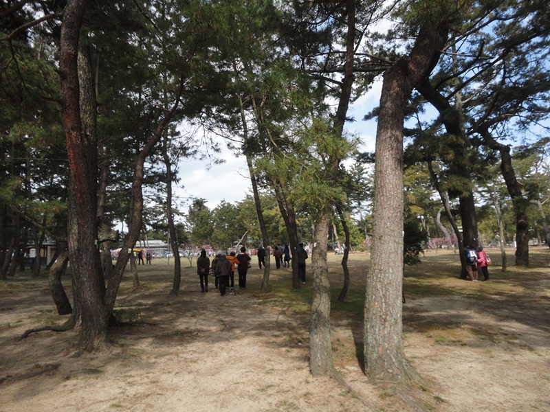 今治市の綱敷天満神社と志島ヶ原と梅林の様子…2016/1/10_f0231709_23514590.jpg