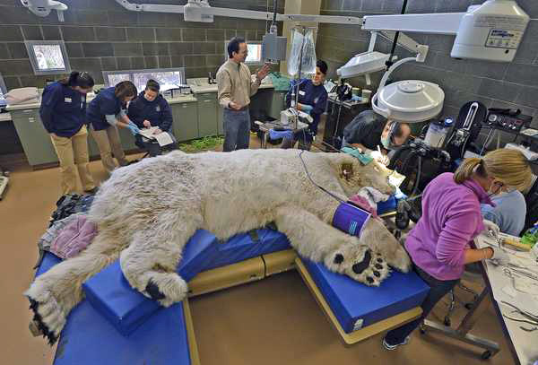 アメリカ・ワシントン州 タコマのポイント・ディファイアンス動物園のボリスに4時間半の複合治療処置_a0151913_21161977.jpg