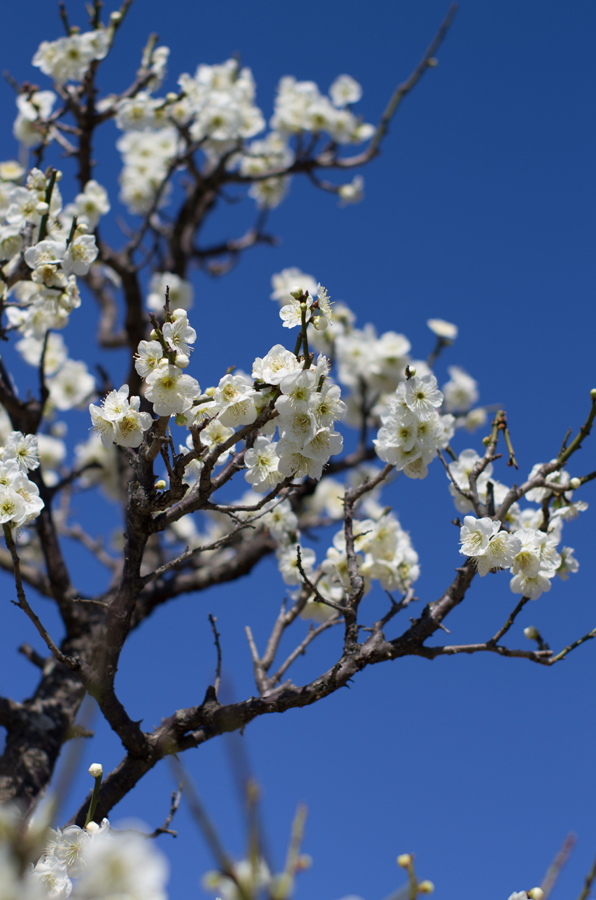 SPRING IS IN THE AIR (with FA50 1.4)_c0195620_1575046.jpg