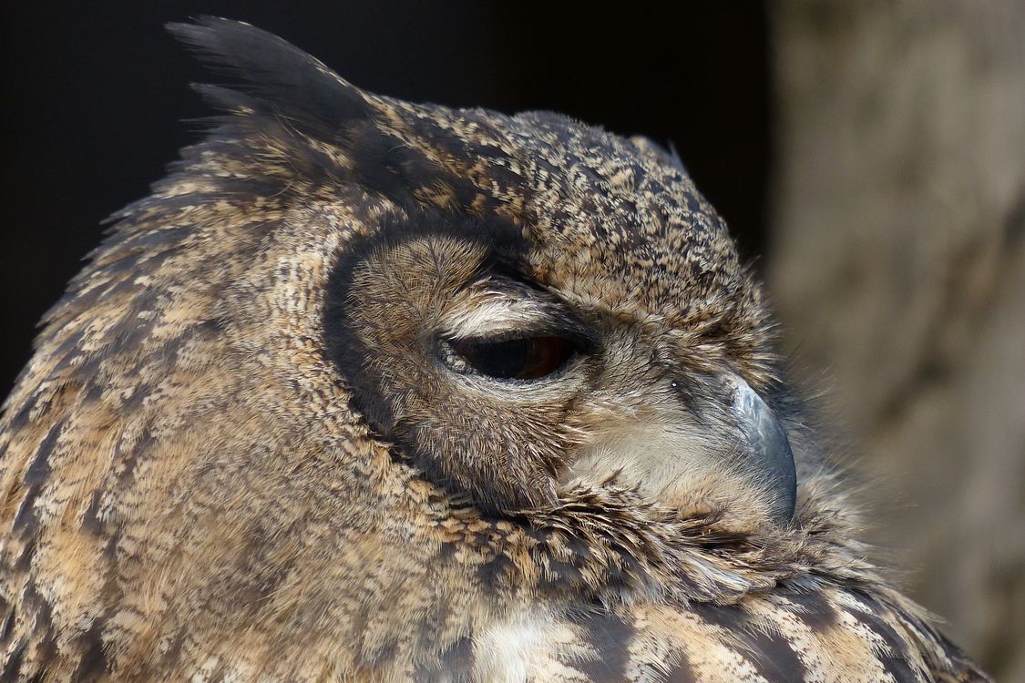 ワシミミズク（Ｅｕｒａｓｉａｎ　Ｅａｇｌｅ-Ｏｗｌ）・・・井の頭恩師公園（動物園）（２）_a0031821_18121256.jpg