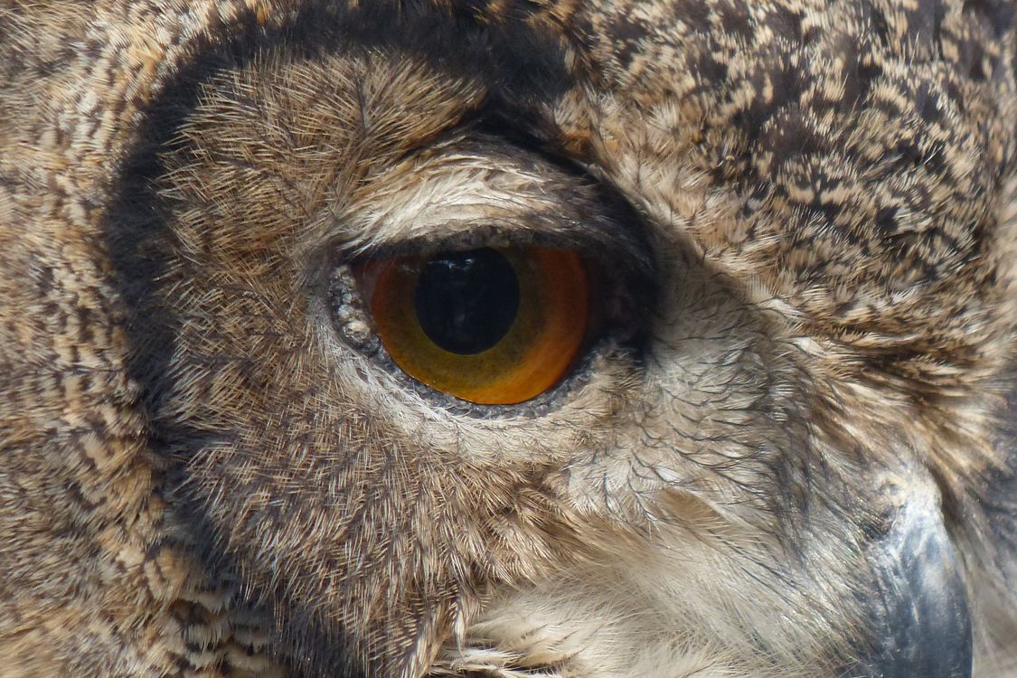 ワシミミズク（Ｅｕｒａｓｉａｎ　Ｅａｇｌｅ-Ｏｗｌ）・・・井の頭恩師公園（動物園）（２）_a0031821_1882149.jpg