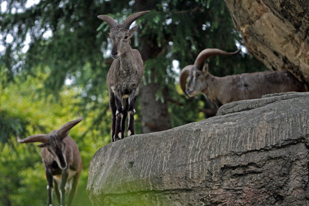 ナイト金沢ZOO_f0224624_15594556.jpg