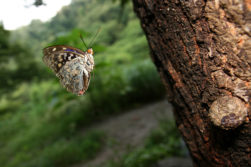 オフシーズン２０１２　⑧山梨のオオムラサキ_d0054625_1523621.jpg