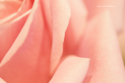 e0245625_22354024.png