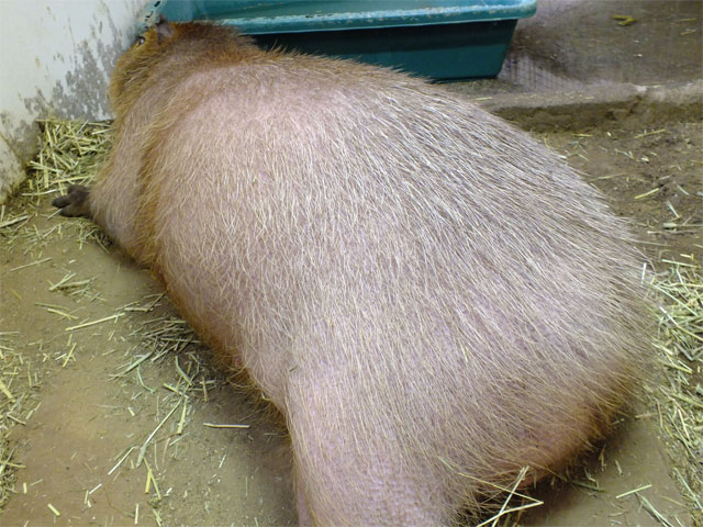 まもる君の様子_a0179837_13382715.jpg