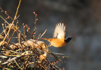 屋敷畑のジョウビタキ Daurian Redstart_f0206939_14265027.jpg