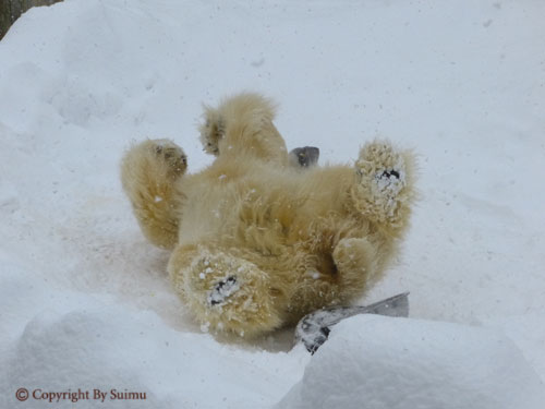 大雪の中のもぐもぐタイム_d0154140_22394339.jpg