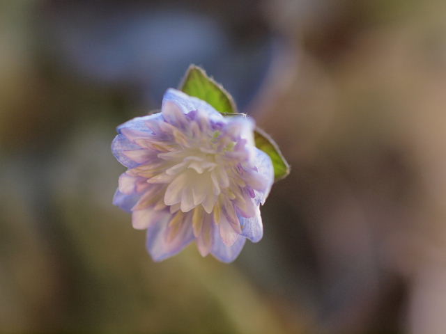 雪割草 紫千重咲き 時々の花 雪割草 紫千重咲き 時々の花