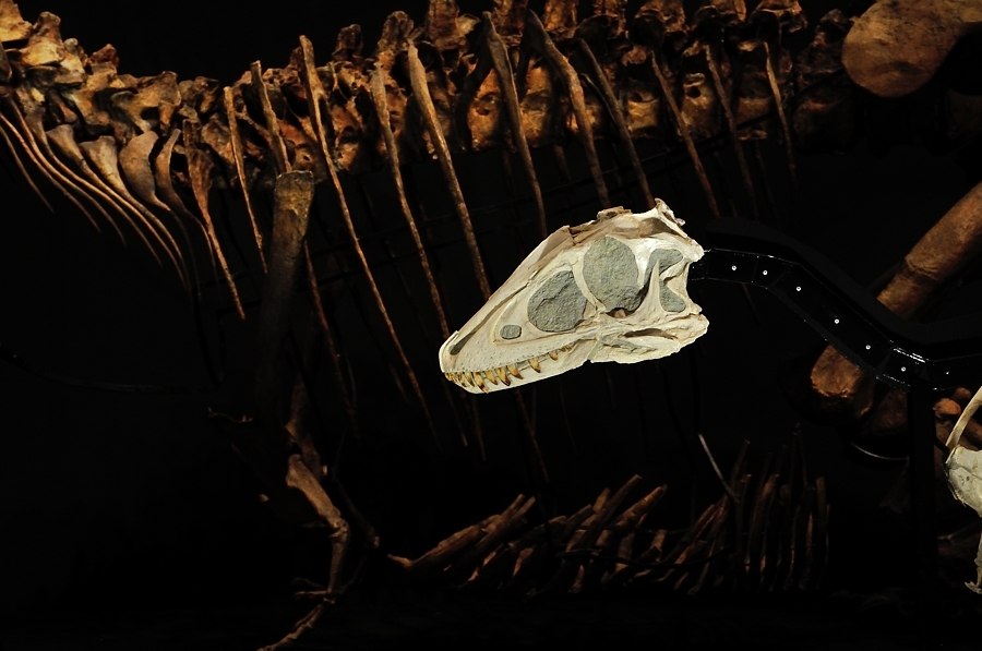 発掘！モンゴル恐竜化石展 －２_d0148541_2012926.jpg