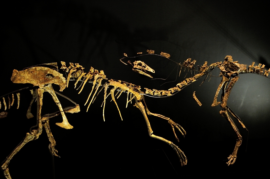 発掘！モンゴル恐竜化石展 －２_d0148541_2014014.jpg