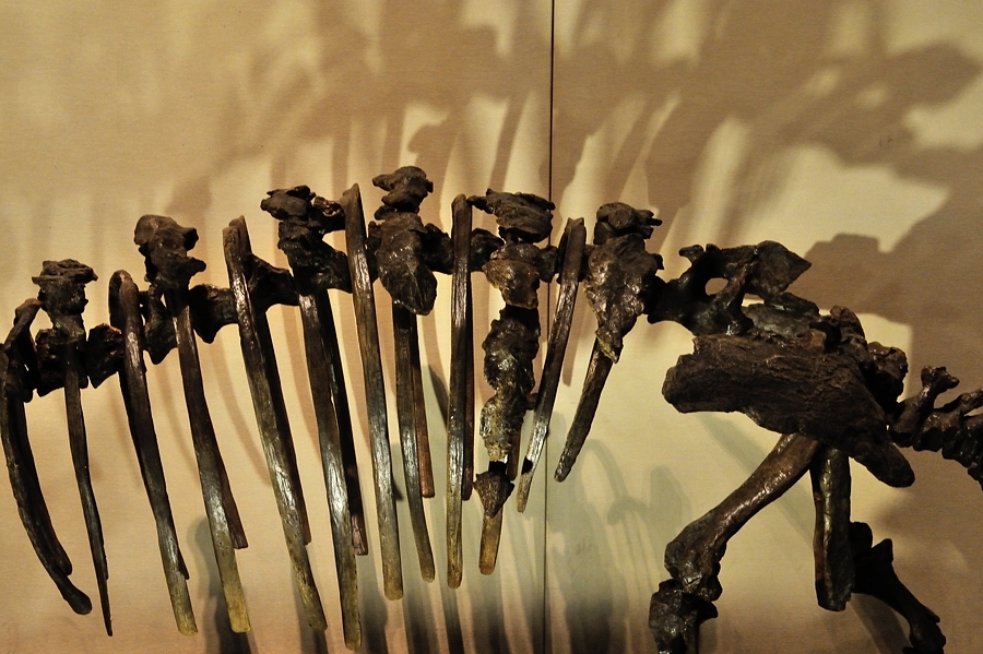 発掘！モンゴル恐竜化石展 －２_d0148541_2014653.jpg