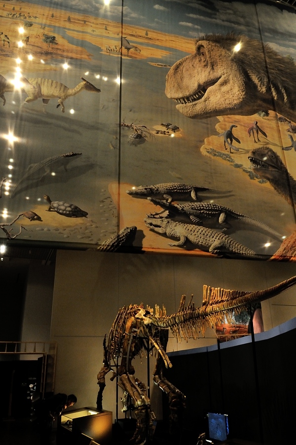 発掘！モンゴル恐竜化石展 －２_d0148541_2015825.jpg