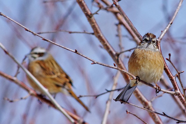 群馬の鳥_b0144049_17494349.jpg