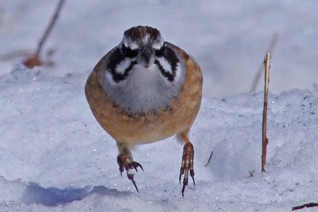 群馬の鳥_b0144049_17513132.jpg