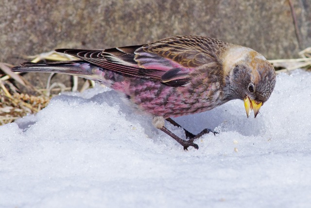 群馬の鳥_b0144049_18151099.jpg