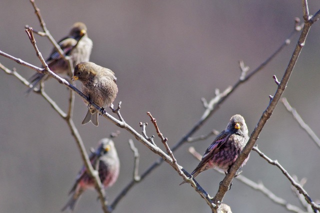 群馬の鳥_b0144049_1816155.jpg