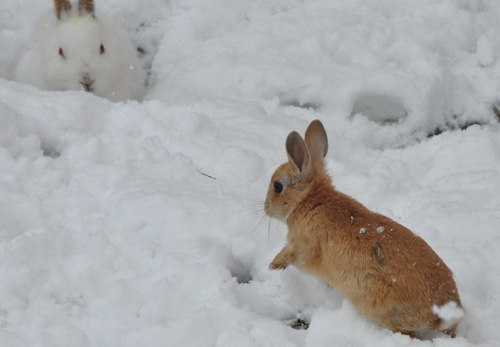 静かな日曜日(´；ω；｀)　2/24_b0214652_11465197.jpg