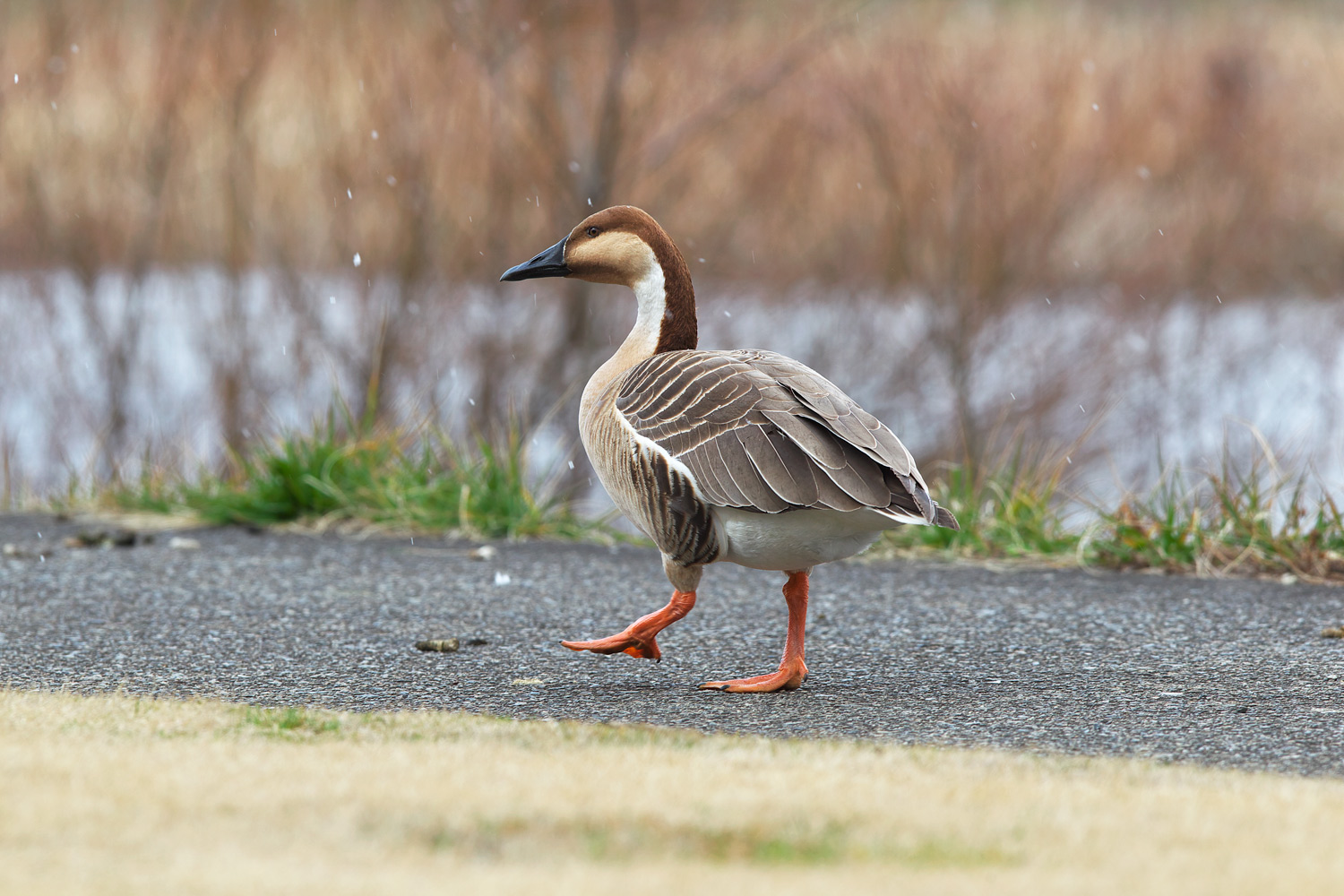 サカツラガン（Swan goose）_d0013455_2039881.jpg