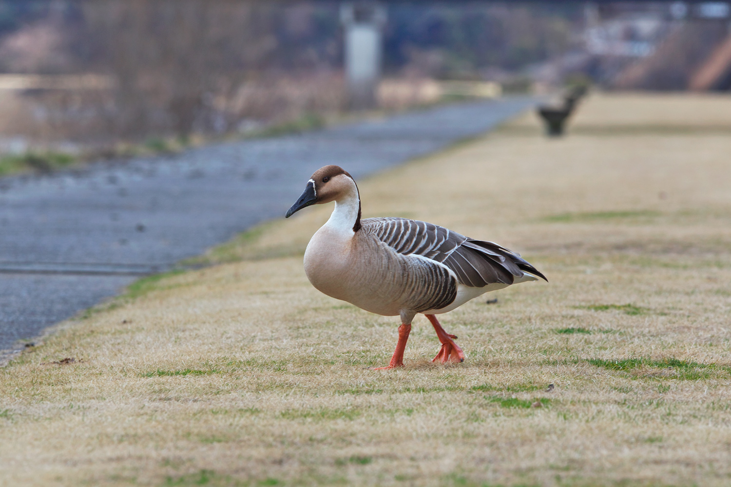 サカツラガン（Swan goose）_d0013455_20411548.jpg