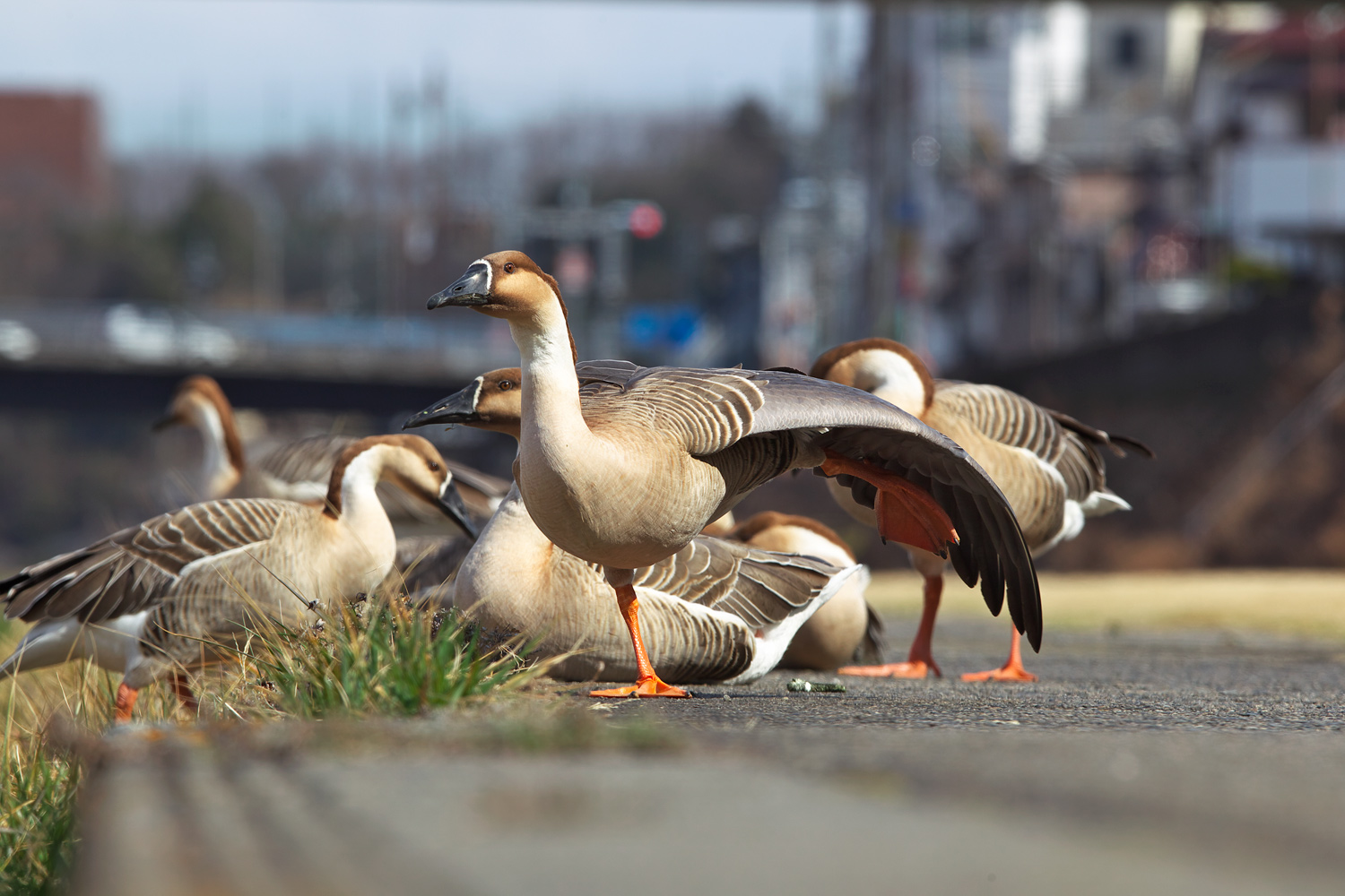 サカツラガン（Swan goose）_d0013455_20431595.jpg