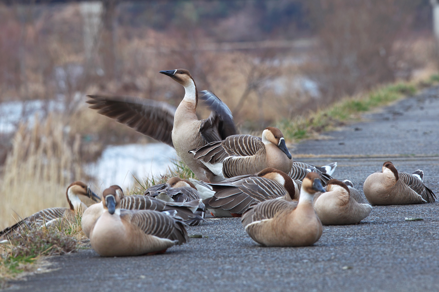 サカツラガン（Swan goose）_d0013455_20444054.jpg