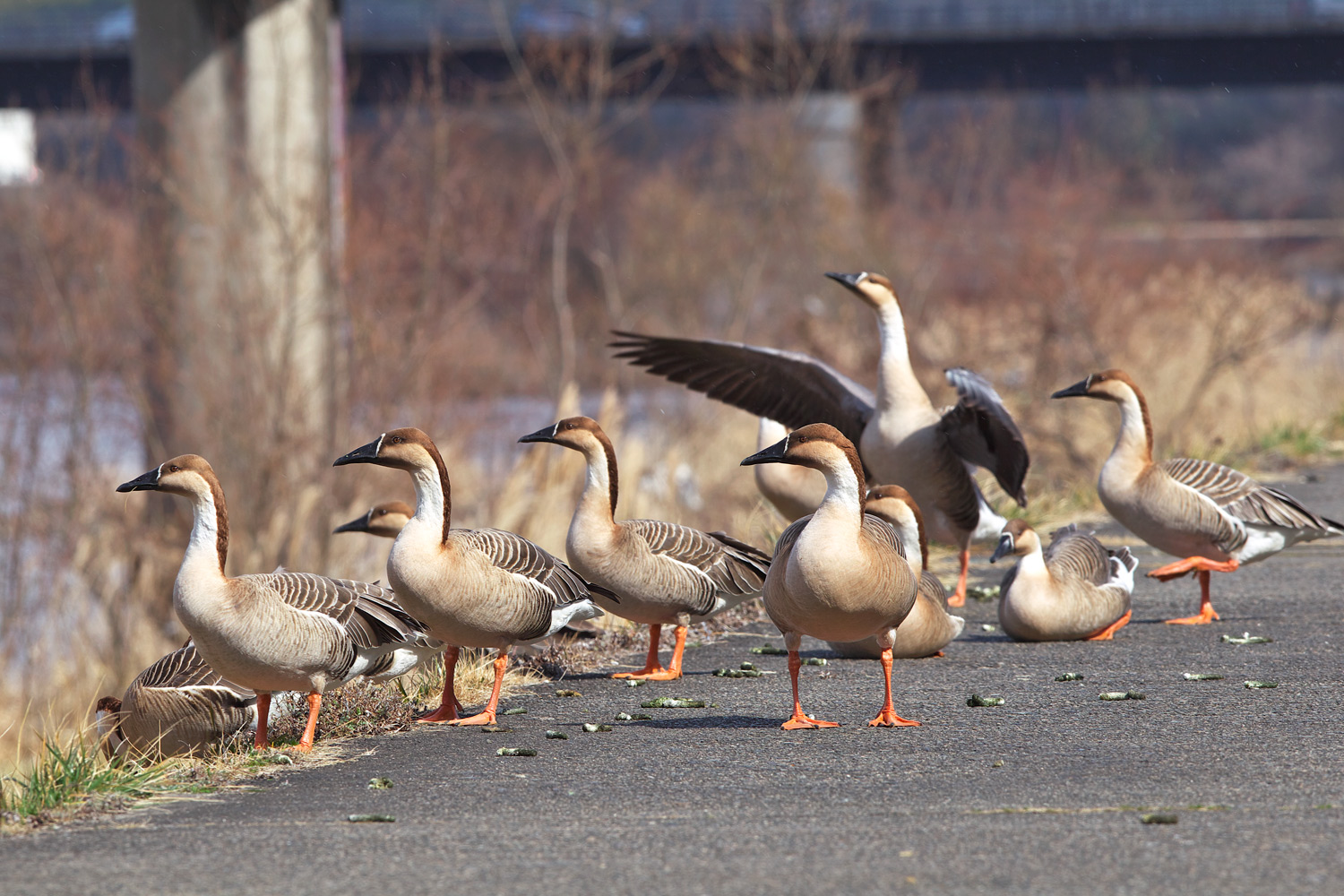 サカツラガン（Swan goose）_d0013455_20495932.jpg