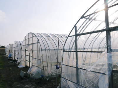 阿蘇火山灰の黒土+竜門ダムからの水+長尾さんの愛情=大人気の新鮮野菜_a0254656_1652241.jpg