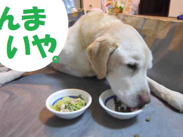 飼主の手作り飯　VS　ドッグフード_b0194556_187434.jpg