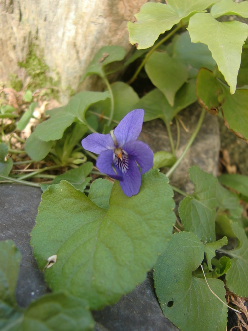 誕生日の花（３月２日～８日）・花言葉_d0157266_1714329.jpg