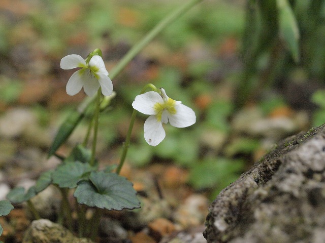 ２０１２年の花_d0025568_535151.jpg