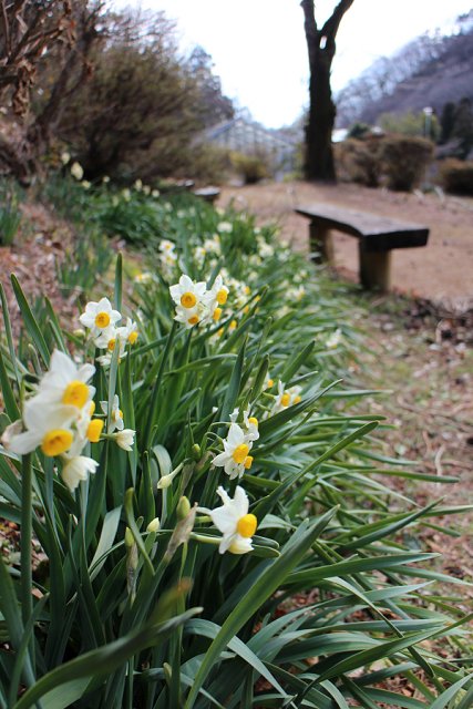 早春の吾妻公園・水仙咲く 2013 (桐生市宮本町)  【スイセン】_b0004675_1573983.jpg