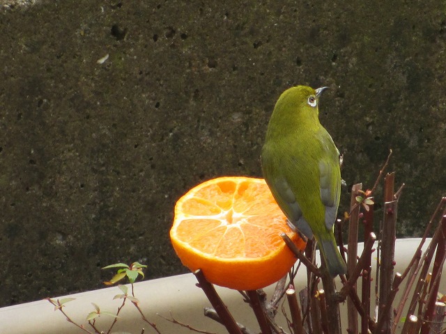b0182884_6475869.jpg